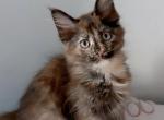 Layla - Maine Coon Kitten For Sale - Los Angeles, CA, US
