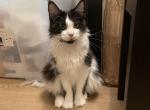 Oreo - Maine Coon Cat For Sale/Service - Los Angeles, CA, US