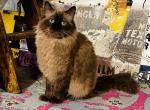 Royal - Ragdoll Cat For Sale - WI, US