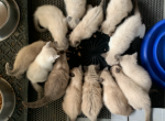 SIAMESE Kittens ready Now - Siamese Kitten For Sale - Dixon, MO, US