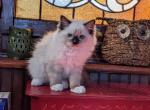 TICA Female Mitted Ragdoll Kitten - Ragdoll Kitten For Sale - Saint Joseph, MO, US