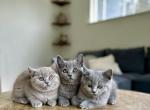 BSH Kittens - British Shorthair Kitten For Sale - Woodland Park, CO, US