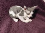 Sammie - Devon Rex Kitten For Sale - Lynchburg, VA, US