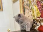 LUXURY ROYAL BRITISH SHORTHAIR KITTENS - British Shorthair Kitten For Sale - CT, US