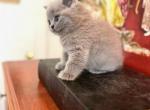 LUXURY ROYAL BRITISH SHORTHAIR KITTENS GIRL - British Shorthair Kitten For Sale - Darien, CT, US