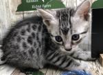Buckeye - Egyptian Mau Kitten For Sale - Franklin, NC, US