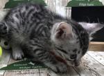 Dublin - Egyptian Mau Kitten For Sale - Franklin, NC, US