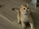 Mila - Scottish Straight Kitten For Sale - Phoenix, AZ, US