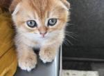 Natasha - Scottish Fold Kitten For Sale - 