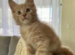 Ginger - Maine Coon Kitten For Sale - 