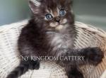 Dolly Viking black smoke - Maine Coon Kitten For Sale - NY, US