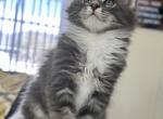 Vasya - Maine Coon Kitten For Sale - North Port, FL, US
