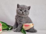 Paco Peggie Orion - British Shorthair Kitten For Sale - 