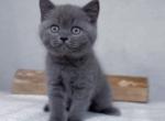 Fauna - Scottish Straight Kitten For Sale - 