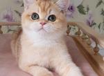Plyusha - British Shorthair Kitten For Sale - Pembroke Pines, FL, US