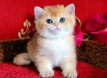 Best Madlen and Malinka - British Shorthair Kitten For Sale - Pembroke Pines, FL, US