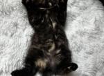 Truffles - Scottish Fold Kitten For Sale - Abingdon, MD, US