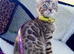 Lakki - Bengal Cat For Sale - Pembroke Pines, FL, US
