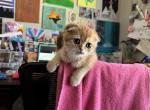 London - Scottish Fold Kitten For Sale - 