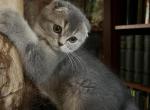 GRAF - Scottish Fold Kitten For Sale - Cape Coral, FL, US