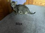 Bengal russian blue mix - Bengal Kitten For Sale - Canal Winchester, OH, US