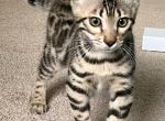 Skylar Bengal Male Kitten - Bengal Kitten For Sale - Warren, OH, US