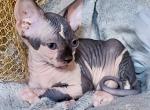 Chloe - Sphynx Kitten For Sale - Norwalk, CT, US