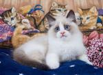 Grand - Ragdoll Kitten For Sale - Miami, FL, US