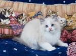 Gillian - Ragdoll Kitten For Sale - Miami, FL, US