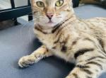 Hazel - Bengal Cat For Adoption - 