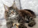 Izum - Maine Coon Kitten For Sale - Miami, FL, US