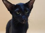 Julia - Oriental Kitten For Sale - Norwalk, CT, US