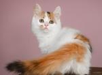 Ruby - Munchkin Kitten For Sale - Norwalk, CT, US