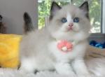 R012 - Ragdoll Kitten For Sale - Temple City, CA, US