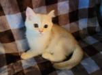 Anica - Scottish Fold Kitten For Sale - Cleveland, OH, US