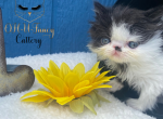 Louis& tequila - Persian Kitten For Sale - 