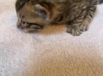 Brown rosette bengal - Bengal Kitten For Sale - Macomb, MI, US