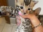 Female Bengal kitten - Bengal Kitten For Sale - Macomb, MI, US