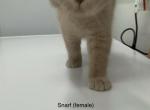 3 boys and one girl - British Shorthair Kitten For Sale - 