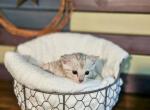 Zircon - Bengal Kitten For Sale - Battle Ground, WA, US