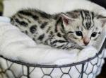 Zelda - Bengal Kitten For Sale - Battle Ground, WA, US