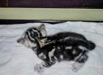 Rambo - Bengal Kitten For Sale - Battle Ground, WA, US