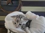Loki - Bengal Kitten For Sale - Battle Ground, WA, US