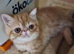 Camilo - Exotic Kitten For Sale - 