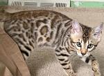 Samir Bengal Male Kitten - Bengal Kitten For Sale - Warren, OH, US