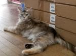 TORBIE MAINE COON FEMALE RETIRED SPAYED - Maine Coon Cat For Sale/Retired Breeding - Warren, OH, US