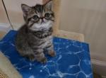 Tomy Ge - Exotic Kitten For Sale - 
