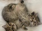 Beautiful Scottish straight - Scottish Fold Kitten For Sale - 