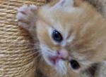 Sam - Exotic Kitten For Sale - Atlanta, GA, US