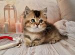 Mojo munchkin standard golden ticked short leg - Munchkin Kitten For Sale - CA, US